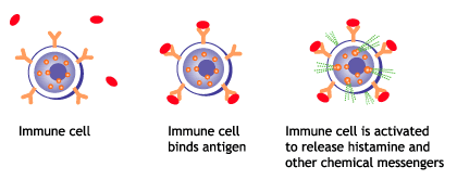 Immune cells