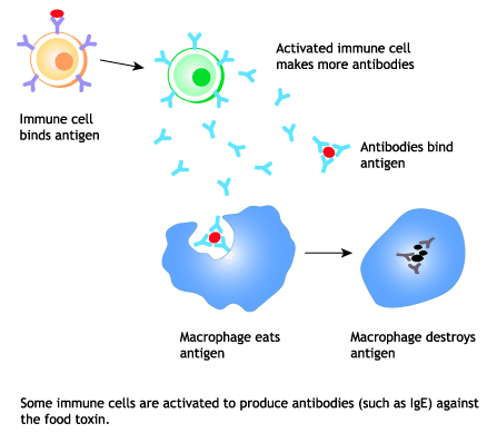 Immune cells