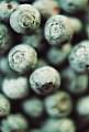Blueberries