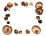Mushrooms, shiitake