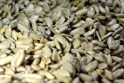 Sunflower seeds